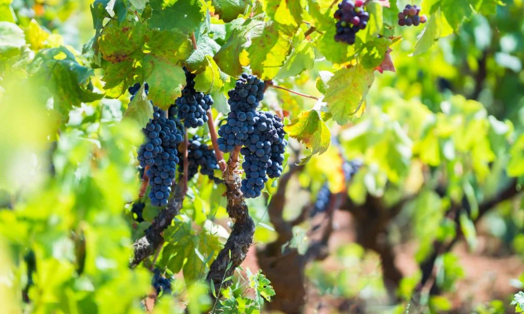 Uva Manduria - di foodphotographer.puglia via canva.com