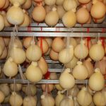 Caciocavallo (Depositphotos)